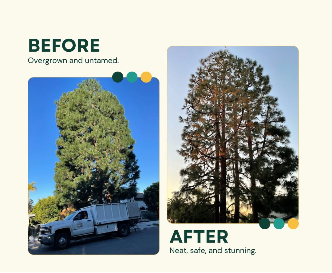 Carlsbad Precision Trimming