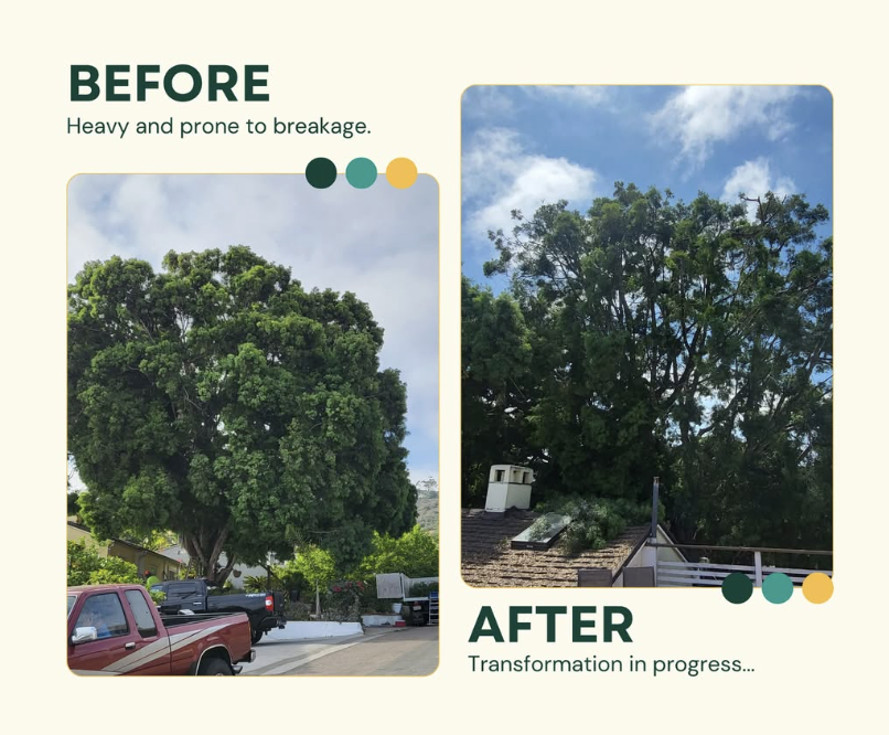 La Jolla Tree Restoration